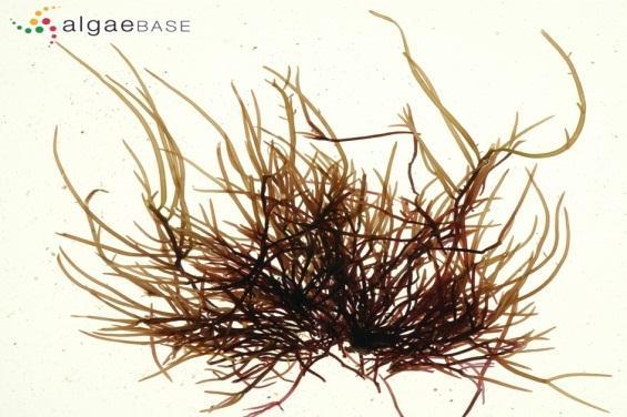 Espécie: Hypoglossum sp. As algas desta espécie possuem o talo ligado a um disco [13] basal, e os eixos podem ser erectos ou lâminas prostradas.