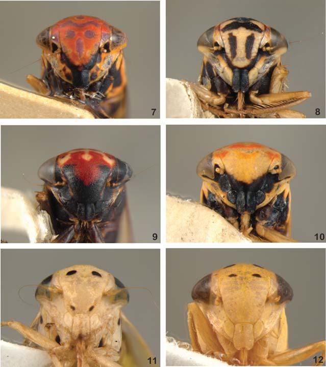 98 Acta Biol. Par., Curitiba, 41 (3-4): 89-101. 2012. Figs 7-12. Face. 7, Neobala violacea sp. nov (holótipo); 8, Neobala ikracatea sp. nov. (holótipo); 9, Neobala speciosa sp.
