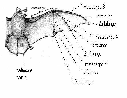 FIGURA 2.