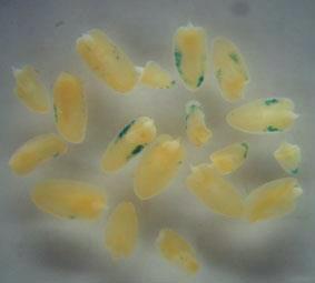 16 Estudo de Parâmetros que Influenciam a Transformação Genética de Milho A B C Figura 2. Expressão transiente do gene repórter gus em embriões infectados por A.
