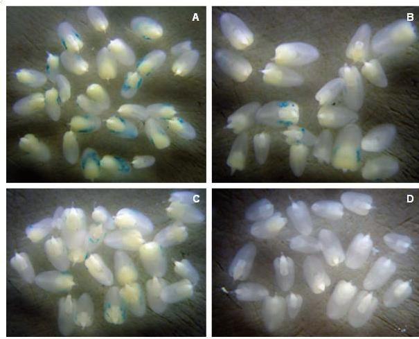 18 Estudo de Parâmetros que Influenciam a Transformação Genética de Milho Figura 4. Expressão transiente do gene repórter gus em embriões infectados por A.