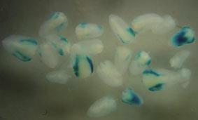 Expressão transiente do gene repórter gus em embriões submetidos à pressão de 27 inhg no momento da
