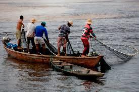 Para que se possa ter uma boa administração da cadeia produtiva do pescado deve-se