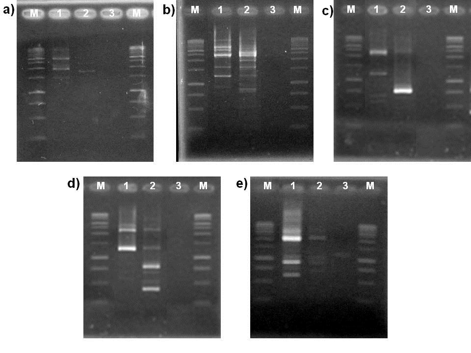 152 Capítulo 03 Figure 1 RAPD-PCR profiles of Lactobacillus curvatus MBSa2 and MBSa3. Lane M: 100 bp marker; Lane 1: Lb. curvatus MBSa2; Lane 2: Lb.