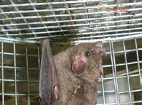 Ruckert ) c) Glossophaga soricina Morcego de pequeno porte (18cm de envergadura), com focinho alongado e língua comprida, apropriada para alimentar-se de néctar de flores, mas pode consumir também