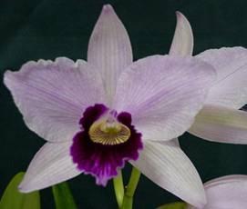 Introdução Todo julgamento é comparativo. Julgar a beleza das orquídeas é sempre uma tarefa difícil, pois todas são belas por natureza.