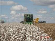Emergência- Semeadura Colheita Período crítico de controle de plantas daninhas na cultura de algodão 20-60 d