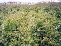 no mato No entanto, a planta de algodão: Metabolismo do tipo C3 Pequena taxa de crescimento inicial Sensível a