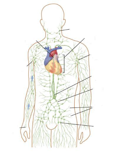 O sistema linfático Linfonodo de drenagem Ducto torácico Linfonodos cervicais Vasos intercostais Linfonodos axilares