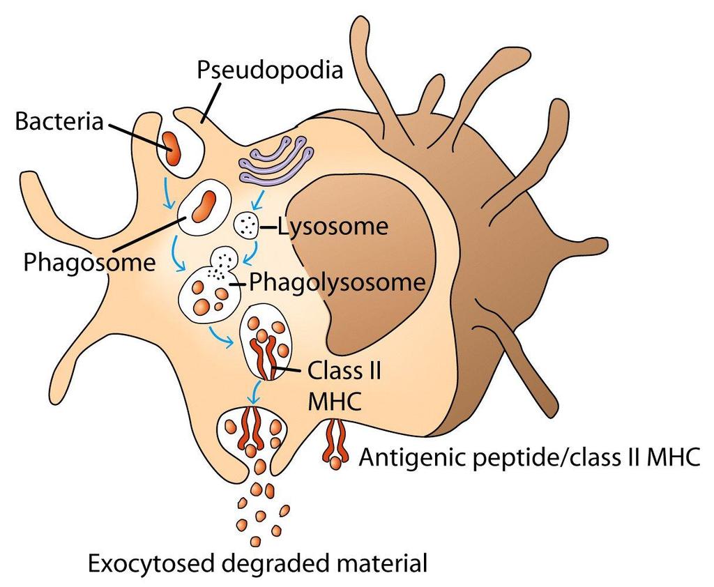 Pseudópode bactéria fagossomo lisossomo fagolisossomo MHC Classe