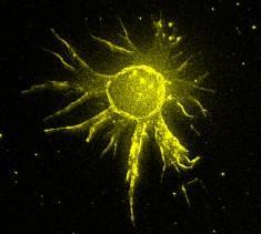 Célula dendrítica Célula apresentadora de antígeno Imaturas, localizam-se no epitélio, onde capturam