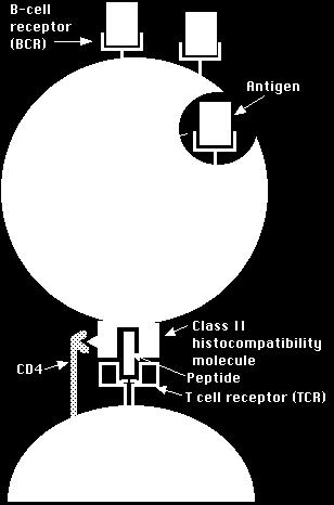 Célula B como APC 2 O linfócito B digere o antígeno por ação das enzimas lisossomais Receptor de antígeno do linfócito B 1 O linfócito B reconhece o antígeno, através do BCR Antígeno Célula B 3 O