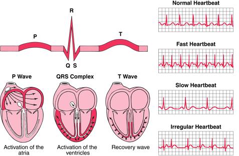 Eletrocardiografia (ECG) bbbbdddccccccccdddbbbbbbbbn bbbbddddddbbbbbbbbn