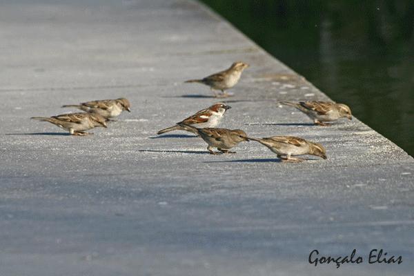 Pardal-comum Passer domesticus Fotos retirada s de http://www.avesdeportugal.info/avesdeportugal.html O pardal-comum é uma espécie que existe em grande número na nossa escola.