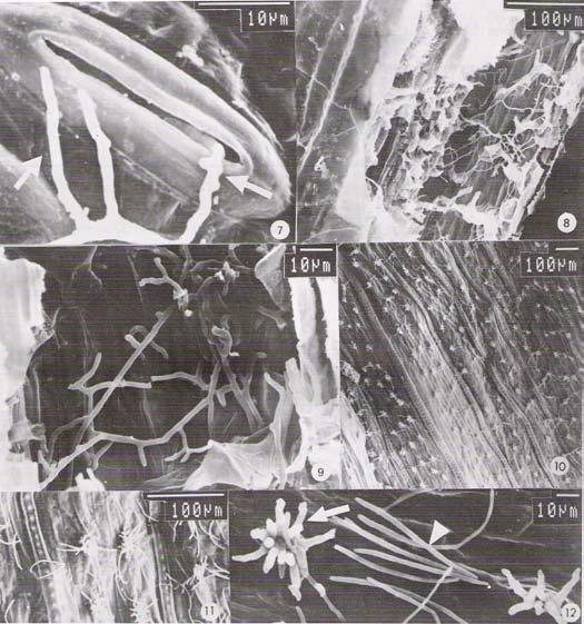 MEV - Processo infeccioso Cercospora caricis x Cyperus rotundus Importância Desenvolvimento de metodologia de aplicação do agente de