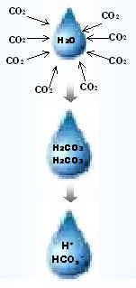 - Aumento do CO 2 (Erupções vulcânicas)