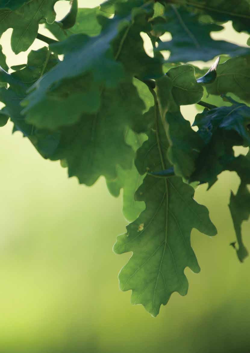 Carvalho alvarinho (Quercus róbur) espécie