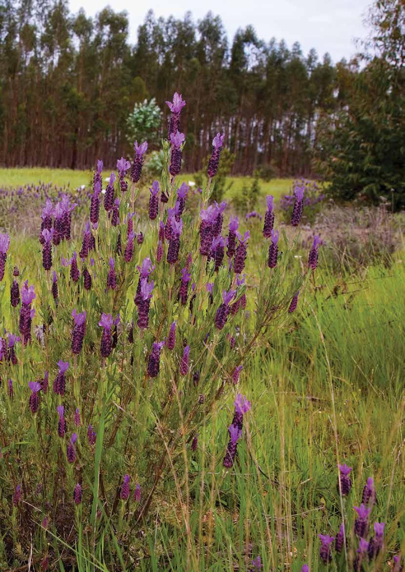 Rosmaninho (Lavandula stoechas