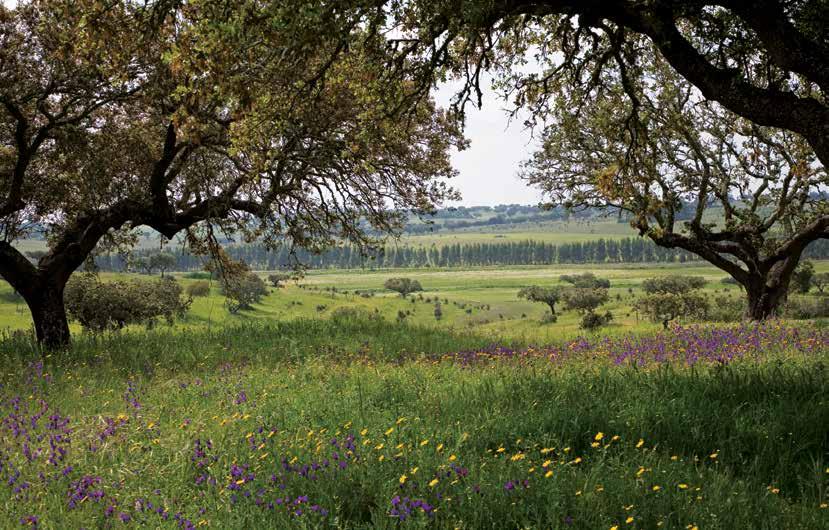 5.1. FLORESTA PRESERVAMOS E CUIDAMOS DA FLORESTA A TEMPO INTEIRO A Floresta representa para a The Navigator Company um dos seus bens mais preciosos e é por isso um centro de atenção e preocupação