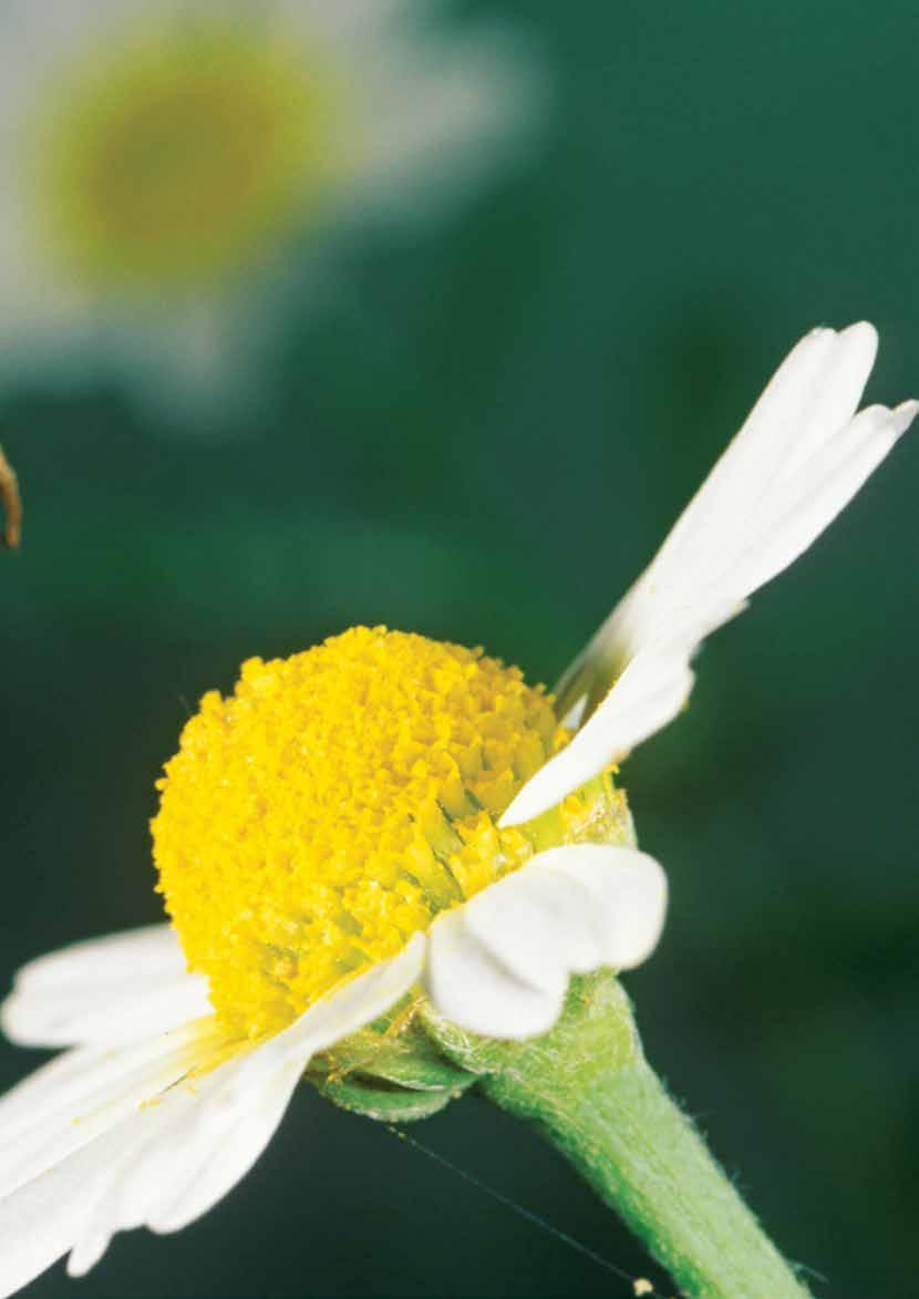 Biodiversidade numa das