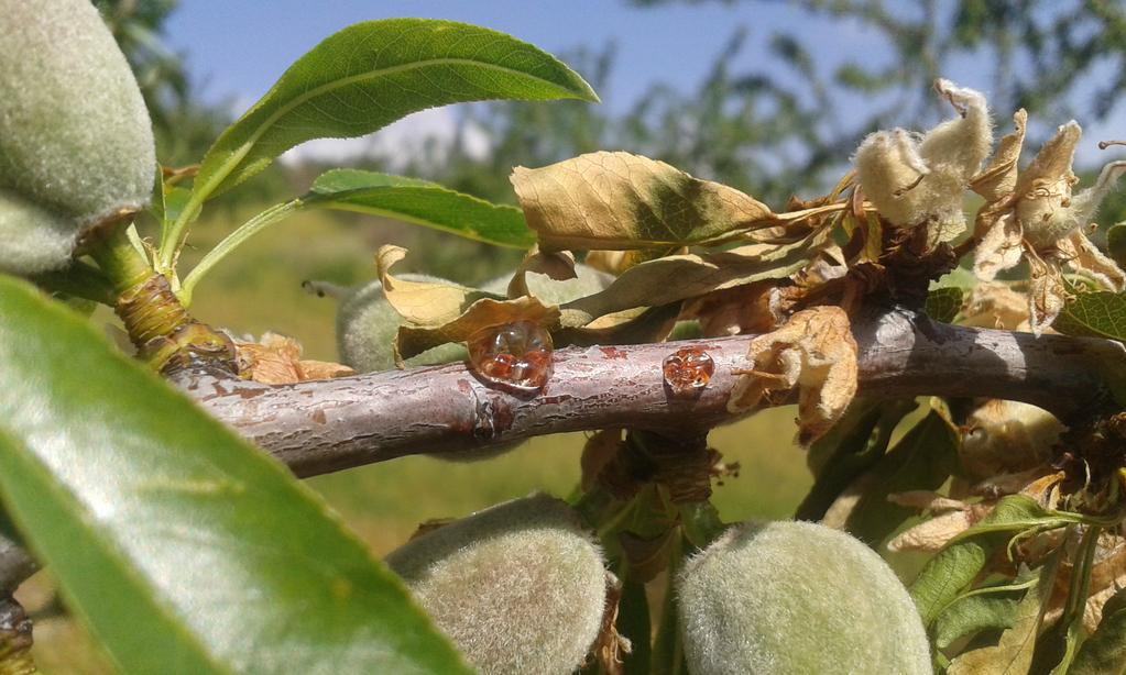 3/2018 Mirandela, 27 de abril de 2018 Amendoeira Em agricultura biológica podemos utilizar produtos à base de enxofre para minimizar os riscos de moniliose.