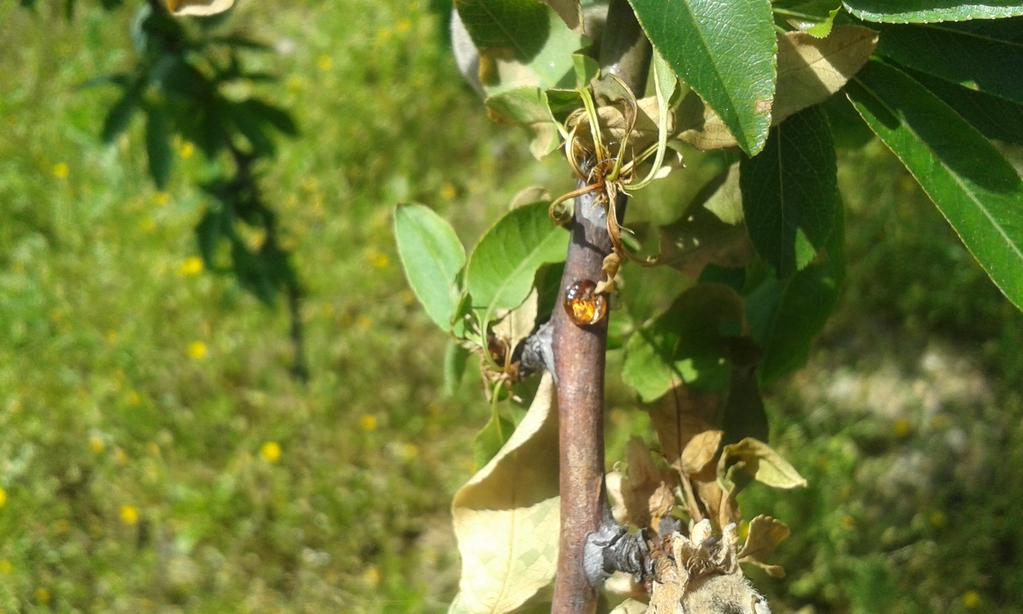 ), contribui para a diminuição da produção devido à destruição de ramos, flores e frutos, principalmente aquelas (flores).