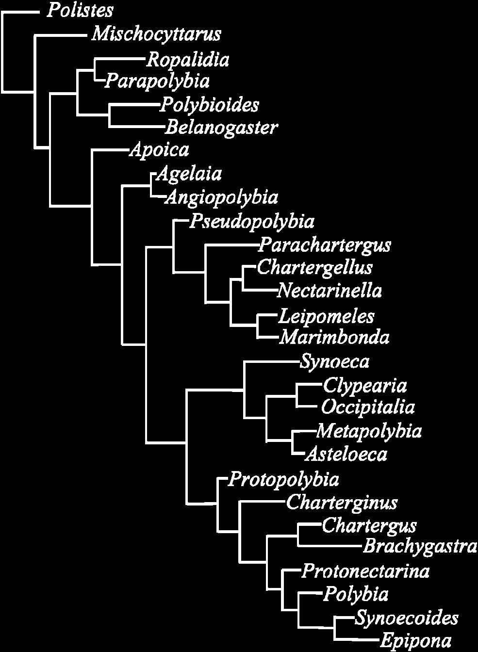 filogenia dos Polistinae