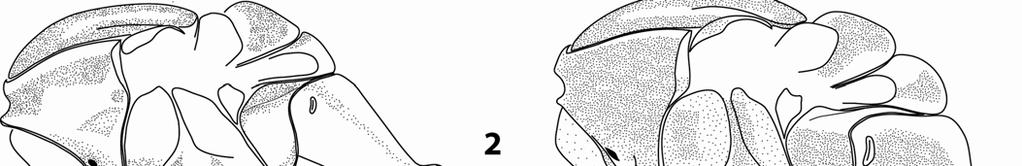 Capítulo 1 - Angiopolybia Figura 1 - Cabeça, visão frontal: A= Angiopolybia pallens. B= A.