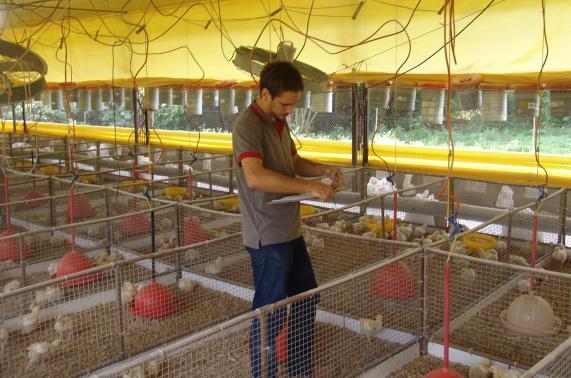 Setor de Pesquisa em Animais de Produção As pesquisas são basicamente conduzidas em granjas experimentais e junto a produtores da região.