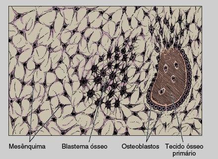 OSSIFICAÇÃO INTRAMEMBRANOSA No interior de