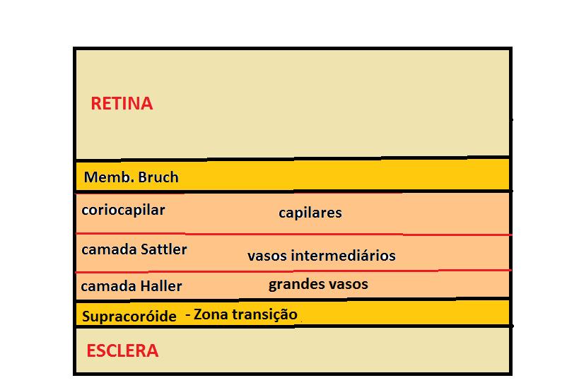 Fig. 3 Camadas da coróide SUPRCORÓIDE Tem uma espessura de 10-34 µm. Corresponde à zona de transição entre a porção interna da esclera e a camada de grandes vasos da coróide.