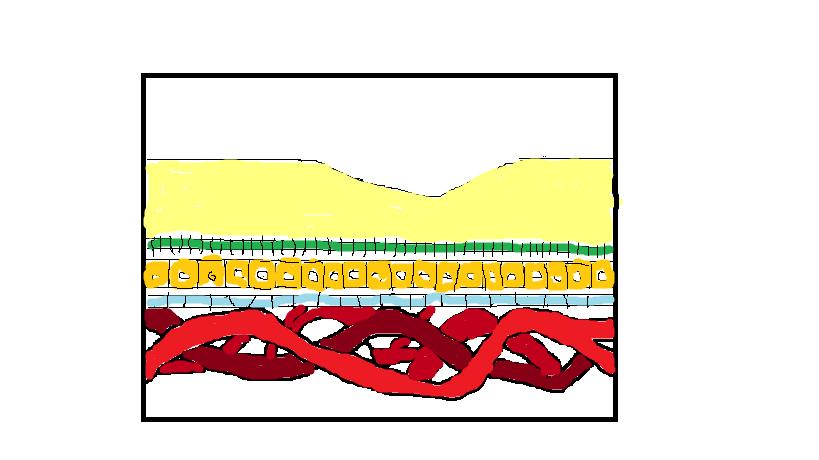 O sistema venoso é realizado por 4 veias vorticosas.s veias coroidéias pós-capilares drenam a periferia dos lóbulos capilares confluentes para formar as veias coroidéias aplanadas e rectílineas.