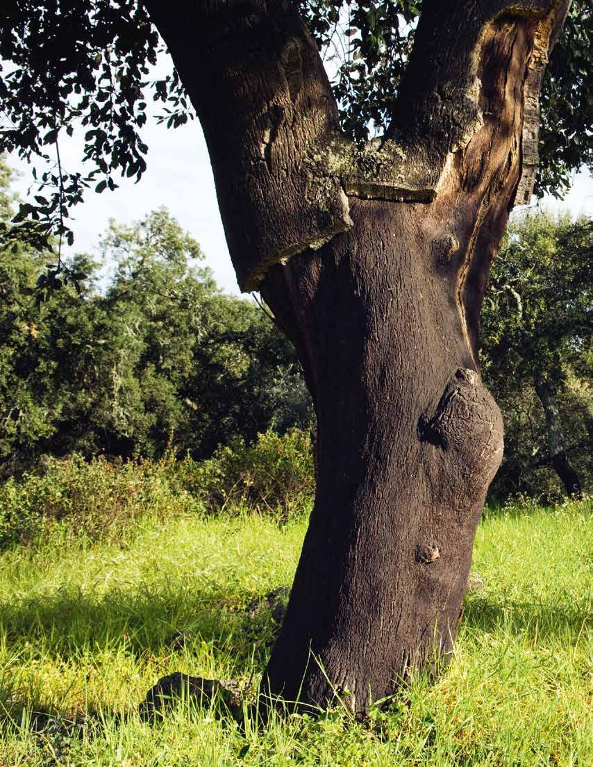 Construção Cortiça, uma matéria-prima excecional A cortiça é a casca do sobreiro (Quercus Suber L.), um tecido vegetal 100% natural que cobre o tronco e ramos do mesmo.