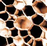 Um centímetro cúbico de cortiça contém cerca de 40 milhões de células. Visão microscópica das células da cortiça A cortiça é igualmente conhecida como espuma natural devido à sua estrutura alveolar.