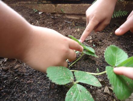 crianças com o solo/terra apropriados para o desenvolvimento dos morangos e das flores. O espaço escolhido foi o jardim.