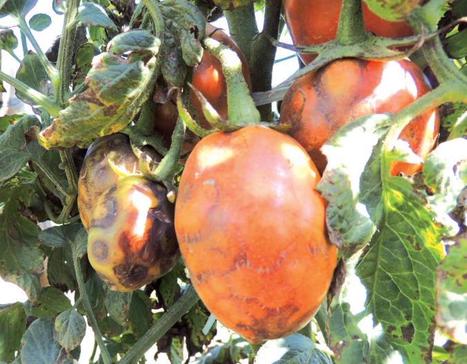 Injúrias indiretas vira-cabeça-tomate Vetor de