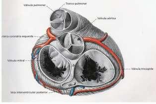 entre o AE e o VE Tricúspide: entre o AD e o VD Aórtica: