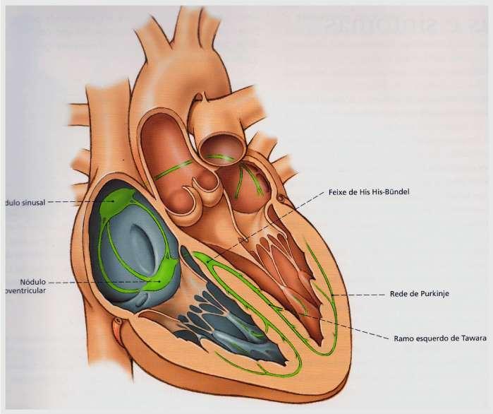 Nódulo sinoatrial (marca-passo) Nódulo átrioventricular Feixe de His-Bündel Rede de Purkinje