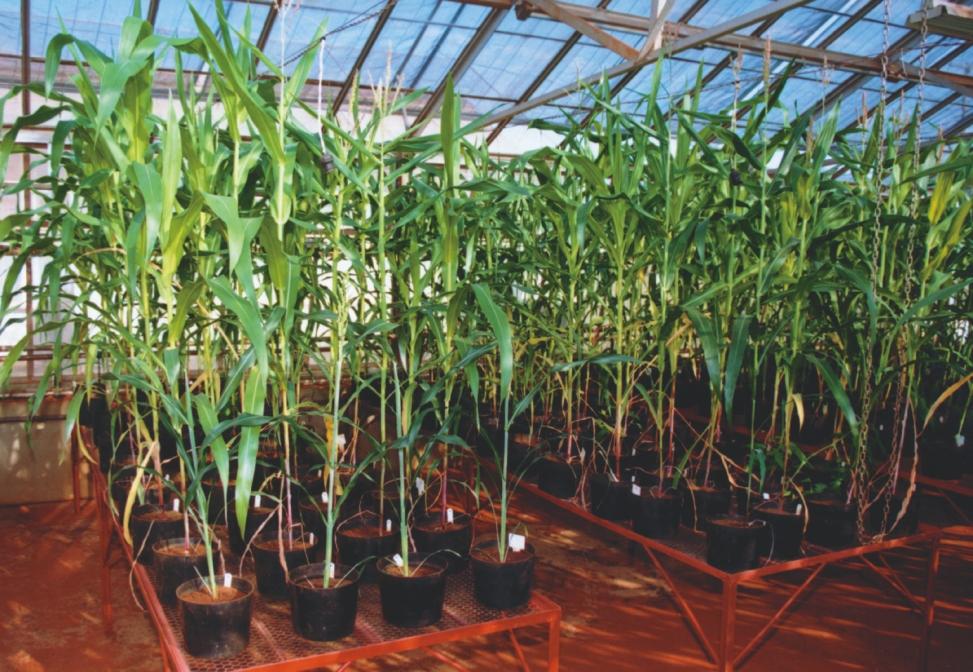 10 Produção de Grãos em Ambientes com Nematóides de Galhas incremento da população do nematóide pelo cultivo de um híbrido ou uma cultivar, durante 60 dias.
