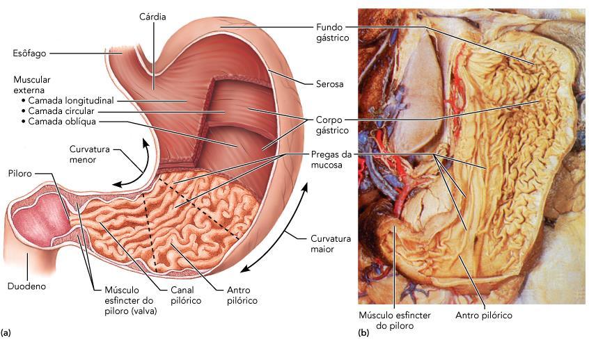 Anatomia do estômago.