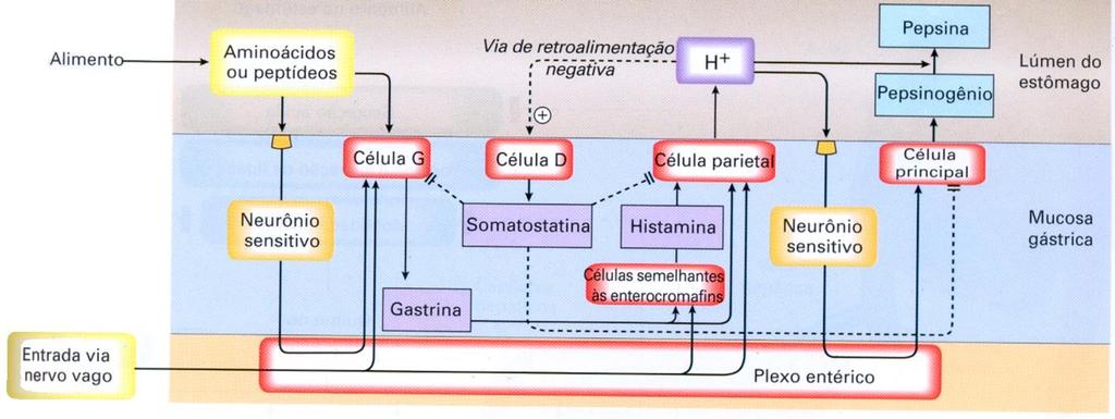 Presença do alimento na boca causa reflexo do nervo vago que inicia a secreção no estômago; Neurônios parassimpáticos do nervo vago, assim como a presença de aminoácidos e peptídeos no lúmen do