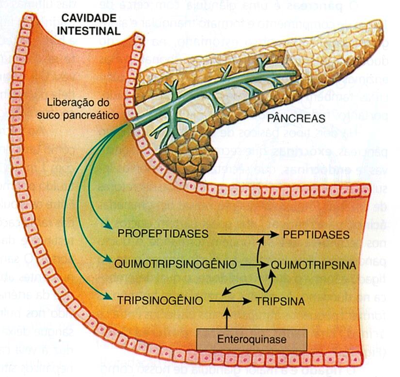 A parte enzimática do suco pancreático contêm enzimas como: Tripsinogênio e quimiotripsinogêonio e propeptidases, que são convertidos em tripsina, quimiotripsina peptidases (que digerem proteínas e