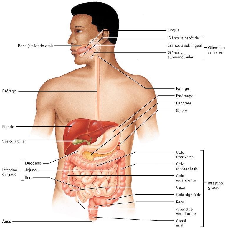 Trato gastrointestinal: Boca; Faringe; Esôfago; Estômago; Intestino delgado; Intestino grosso.