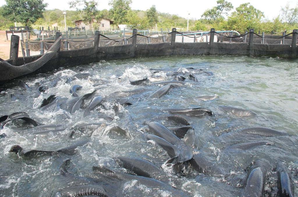 Espécies Peixes marinhas nativos na Galícia Pirarucus mantidos sob alta densidade com fluxo contínuo de água e, à direita, um exemplar, no porte de abate, nas mãos do proprietário sistema foi