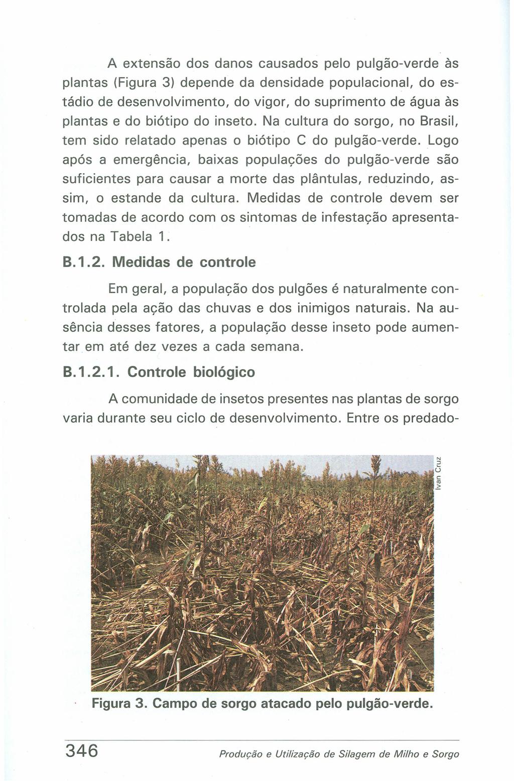 A extensão dos danos causados pelo pulgão-verde às plantas (Figura 3) depende da densidade populacional, do estádio de desenvolvimento, do vigor, do suprimento de água às plantas e do biótipo do