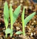 são facilmente dispersas seedlings