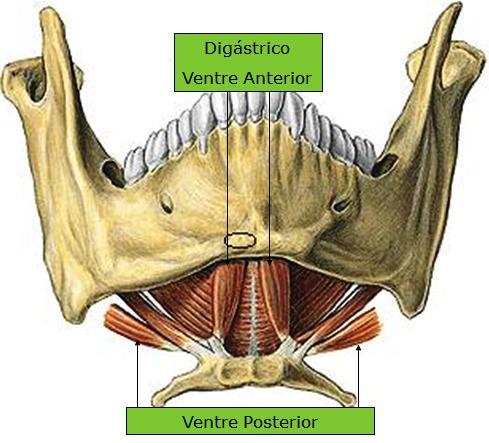 19 1.1.5.2 Região do Osso Hióide Músculos Supra-Hióideos O músculo digástrico (figura 2) possui dois ventres que descem em direção ao hióide, unidos por um tendão intermediário.