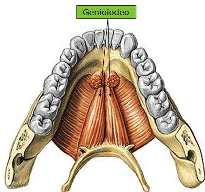 21 inervado pelo nervo hipoglosso (C1) e ação de tração anterior do osso hióide e da língua (figura 5)