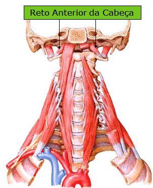 29 O músculo reto anterior da cabeça, representado pela figura 16, é plano e curto, posterior à parte superior do músculo longo da cabeça e passa da massa lateral do atlas para basilar do occipital.