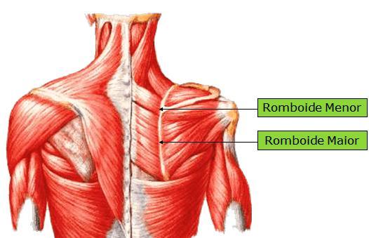 38 Figura 21: Romboide menor e romboide maior Fonte: Wecker; Soares; Nemos, 2001 Musculatura delgada e quadrangular, o músculo serrátil anterior, situado na parede